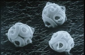 Scanning electron microscope image of a Coccolithophorid