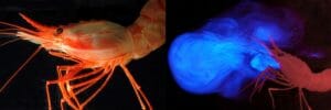 Shrimp Bioluminescence