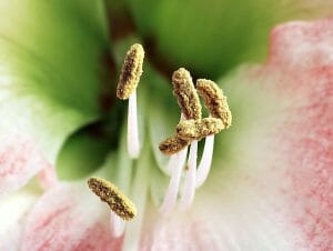 Stamens of a Hippeastrum flower