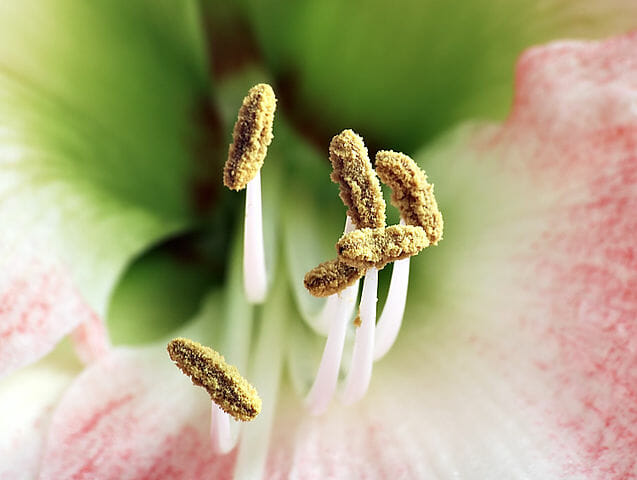 What Is The Main Function Of Stamen