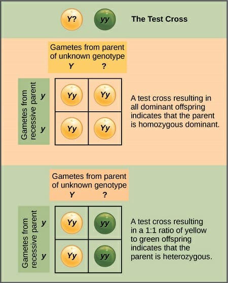 Eddike kompensation Ingen F1 Generation - Definition and Examples | Biology Dictionary