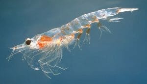 A Northern krill