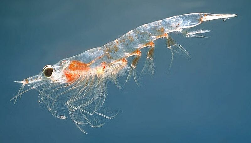 Zooplankton - Definition, Examples and Types