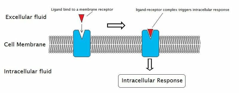 membrane receptor protein