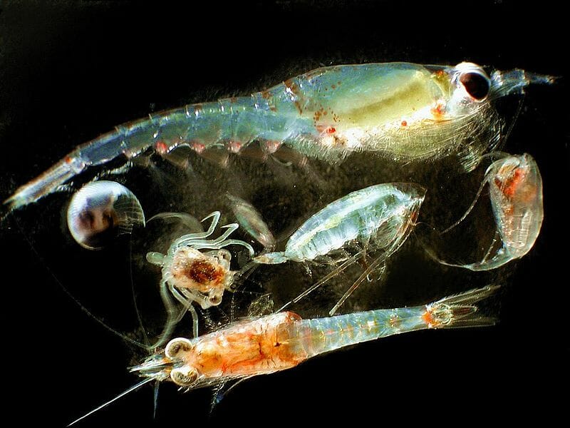 Zooplankton - Definition, Examples and Types | Biology Dictionary