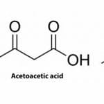 Glycogen - Definition, Structure, Function and Examples | Biology