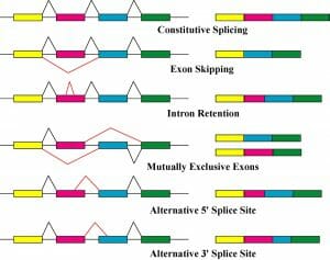 Alternative splicing