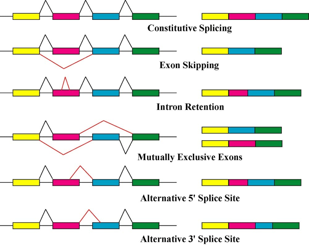 Alternative Splicing Definition Explanation Examples Biology Dictionary 6280