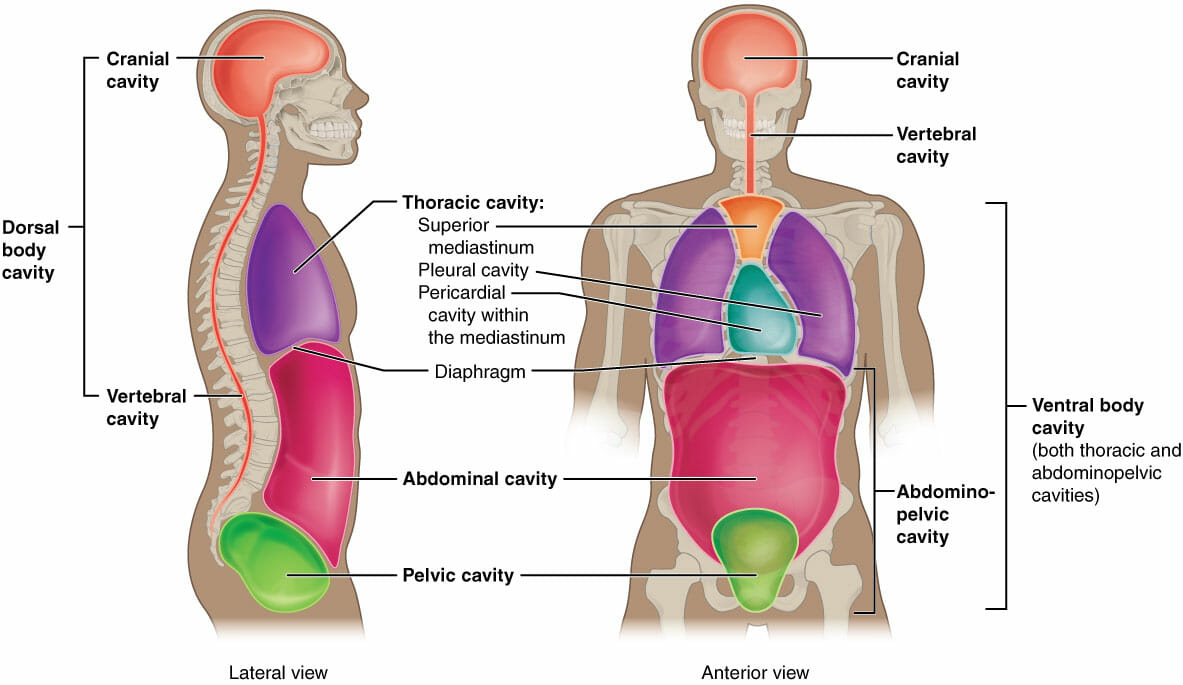 Organs In The Body Cavities : Body Cavity And Their Organs Page 1 Line