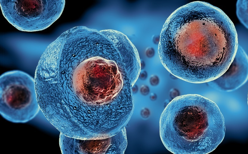 embryonic stem cells