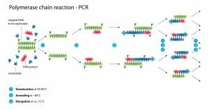 Polymerase chain reaction