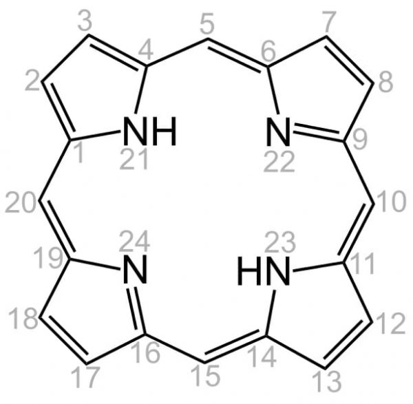 Heme Definition, Structure and Function Biology Dictionary