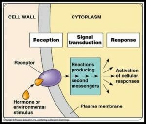 Signal Transduction Pathways Model