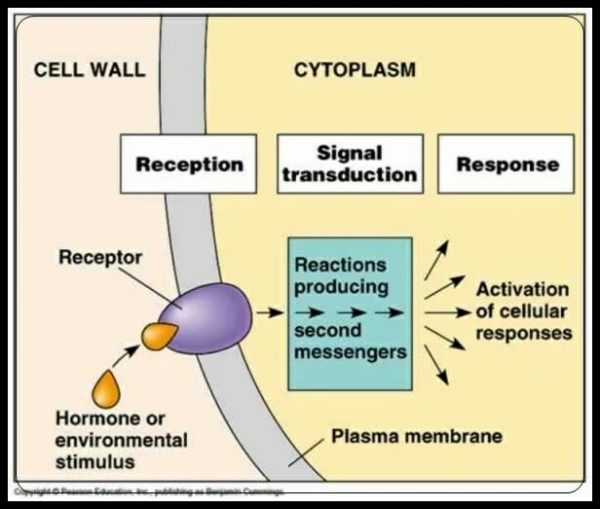 Signal transduction definition pathways examples biology dictionary