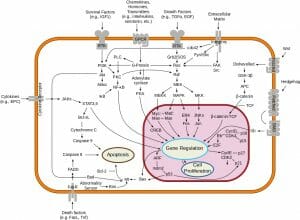 Signal transduction pathways