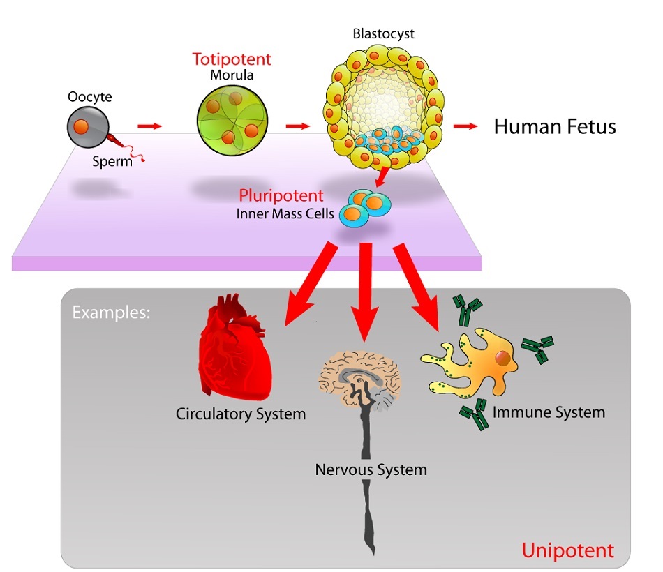 What Is The Definition Of Embryonic Stem Cell In Biology