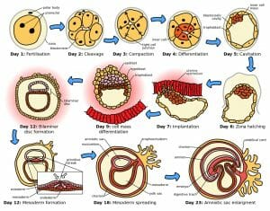 embryogenesis in humans