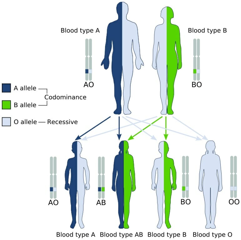 Blood Type Heredity | Biology Dictionary