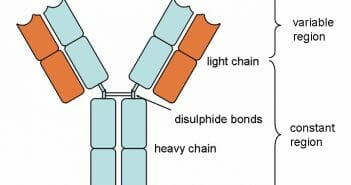 Antibody Antibody structure