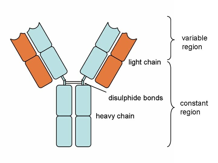 Antibody Definition Structure And Uses Biology Dictionary