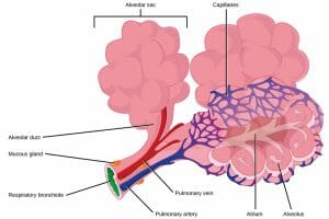 Capillary beds