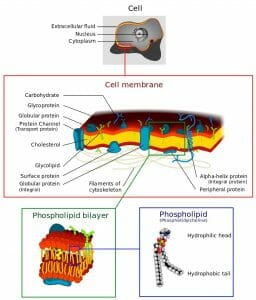 Cell membrane detailed diagram