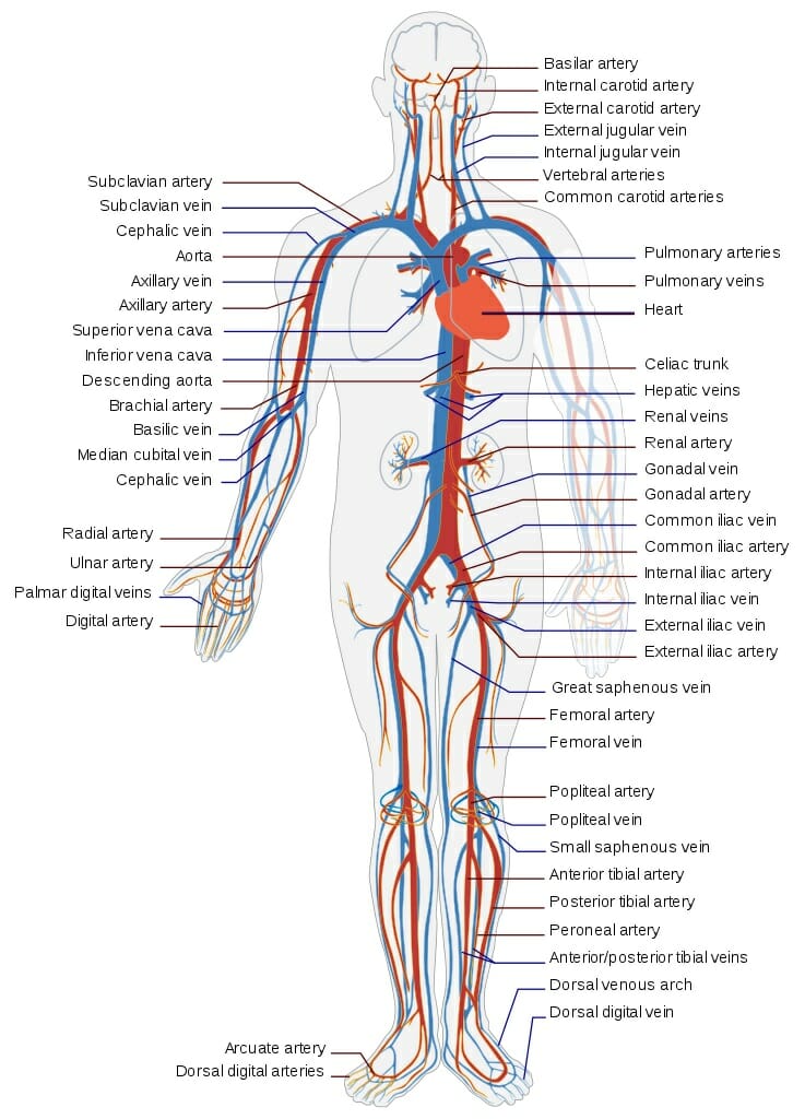 assignment circulatory system
