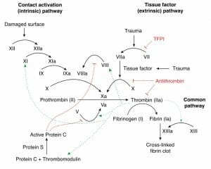 Coagulation Cascade