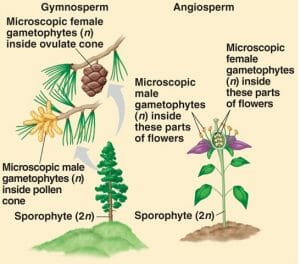 Gymnosperms and angiosperms thumb