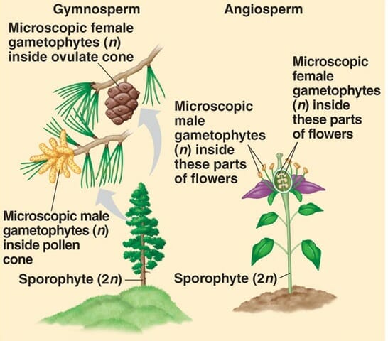 examples of angiosperms and gymnosperms
