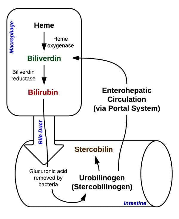 bilirubin-definition-test-and-explanation-biology-dictionary