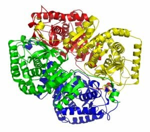 Lactate dehydrogenase M4 (muscle)