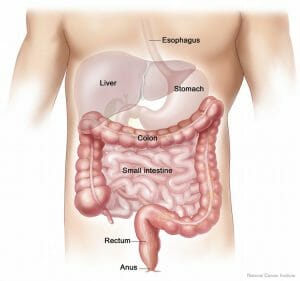 Lower digestive system