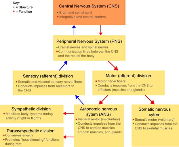 Chapter 2 - Control Systems and Homeostasis