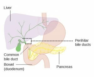 Position of the perihilar bile ducts