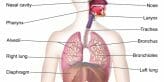 Respiratory System