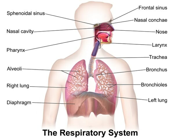 Example of respiratory system