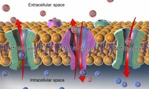 Sodium-potassium pump and diffusion