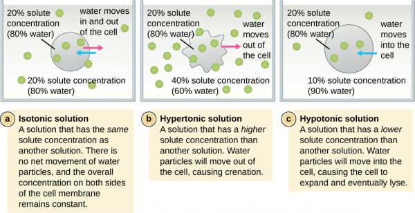 Isotonic vs. Hypotonic vs. Hypertonic Solution | Biology