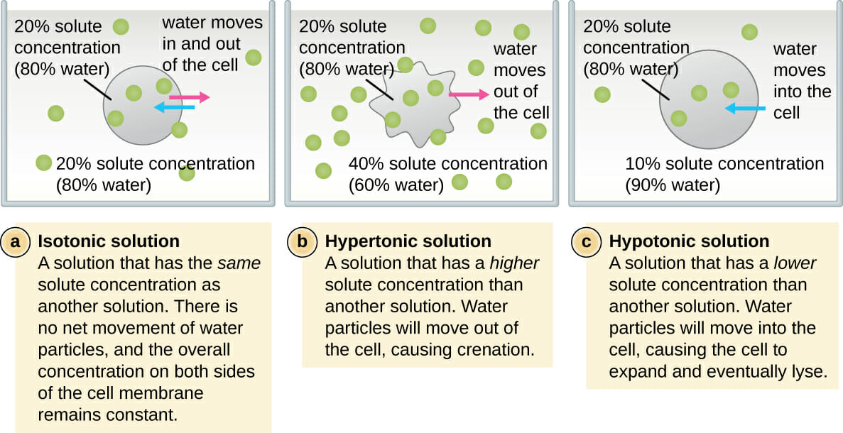 Hypertonic solution - Definition and Examples - Biology Online Dictionary