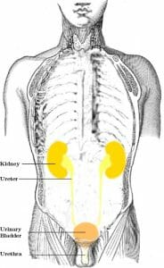 Urinary tract