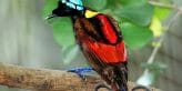 Wilson's Bird of Paradise Best