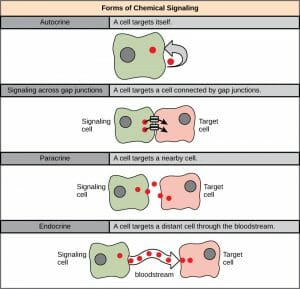 Chemical signaling