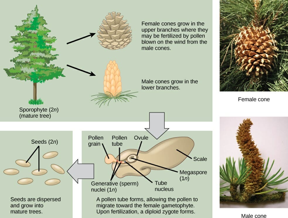 Characteristics Of Gymnosperms Biology Dictionary 