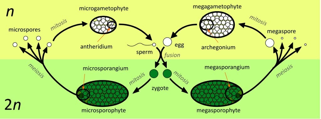 Alternation Of Generations Flowering Plants