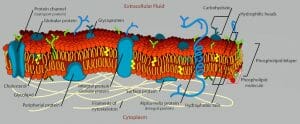 Cell membrane detailed diagram