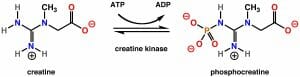 Creatine kinase