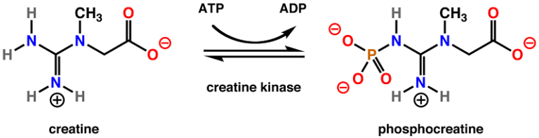 Creatine kinase reaction