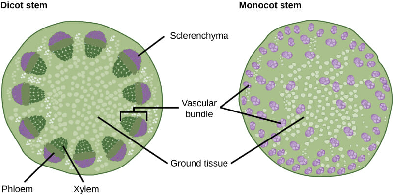 meristematic tissue in plants diagram