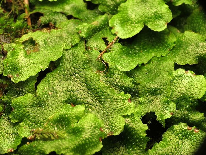 Liverworts Plant Definition Life Cycle History Biology Dictionary